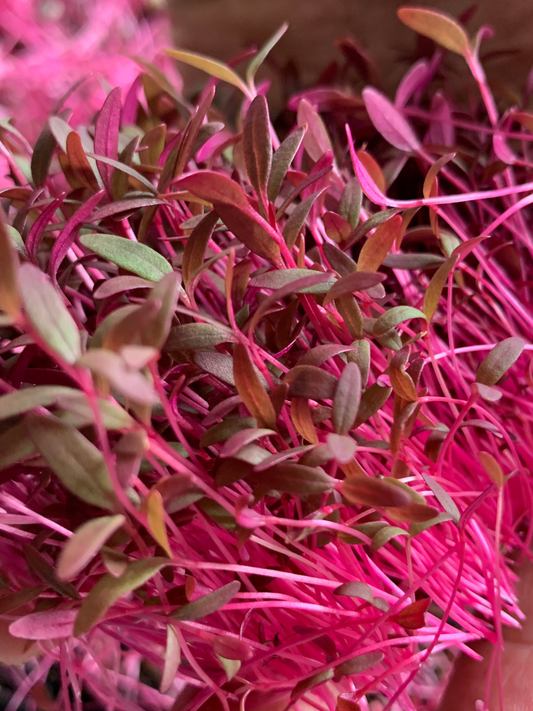 Red Amaranth Microgreens