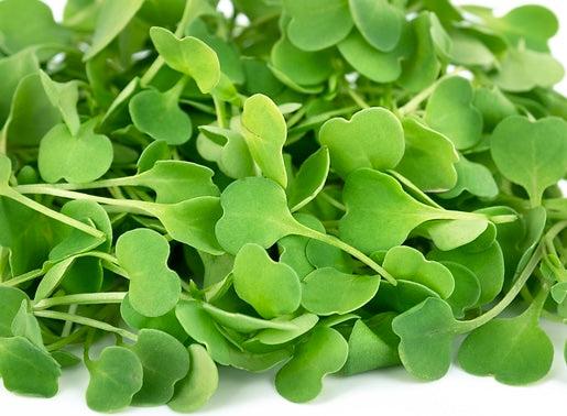 Arugula Microgreens