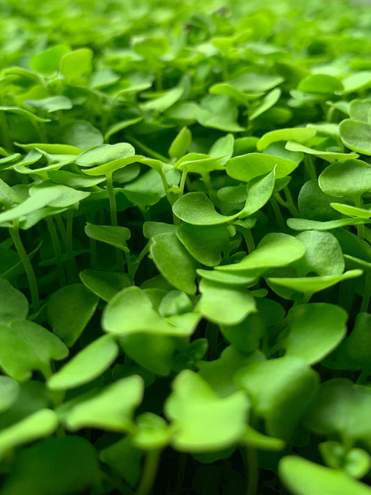 Genovese Basil Microgreens