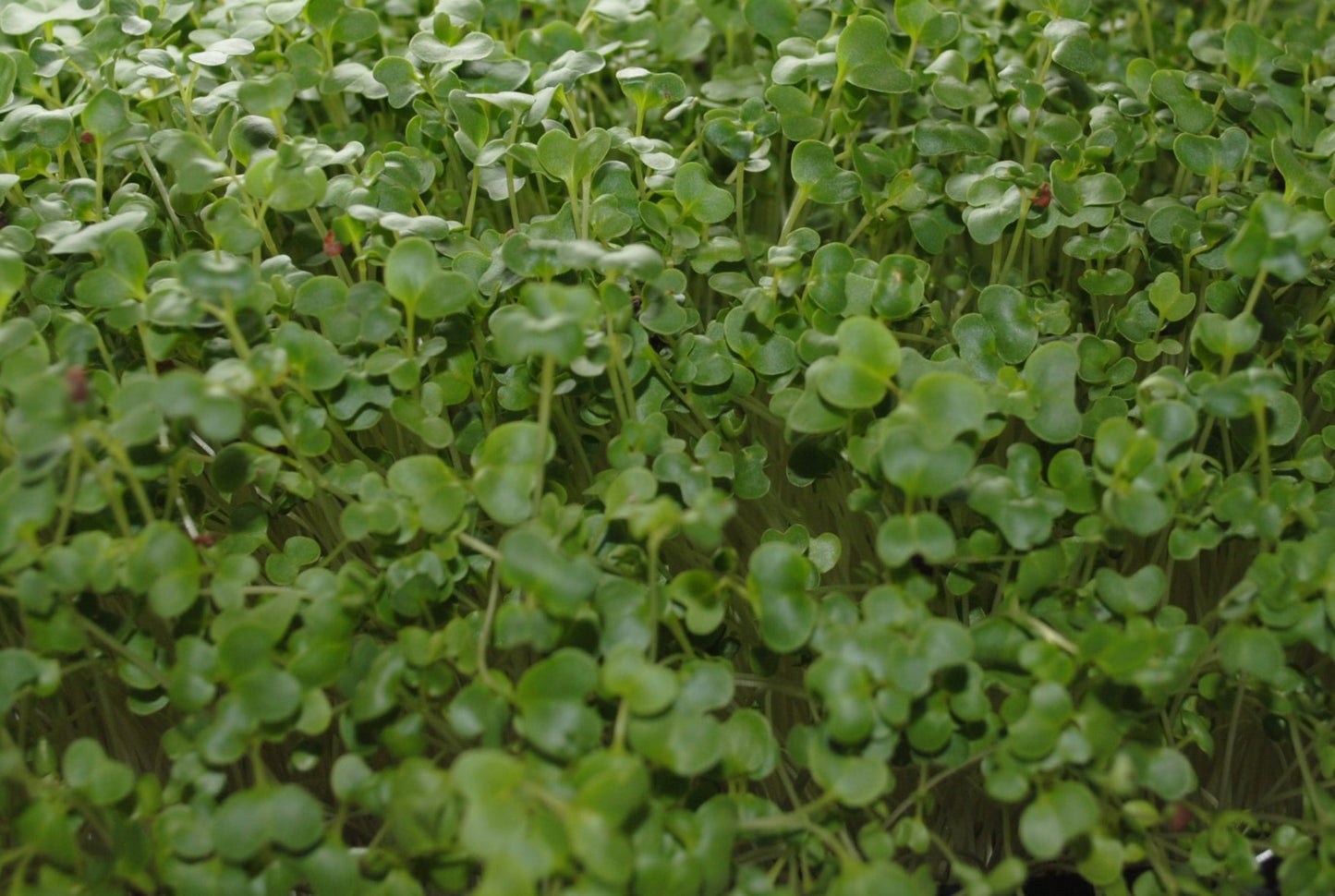 Broccoli Microgreens