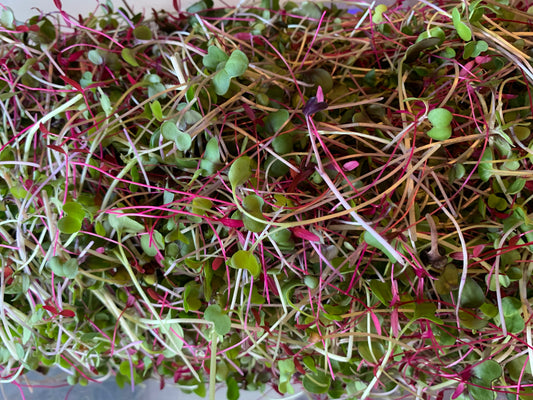 Chef's Blend Microgreens