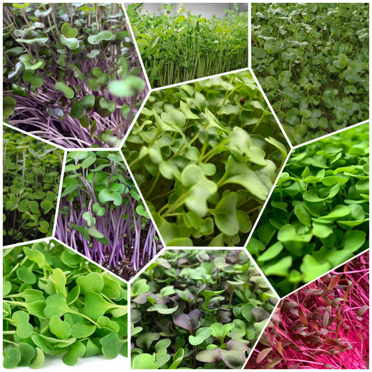 Mixed Rainbow Microgreens (No Sunflower)