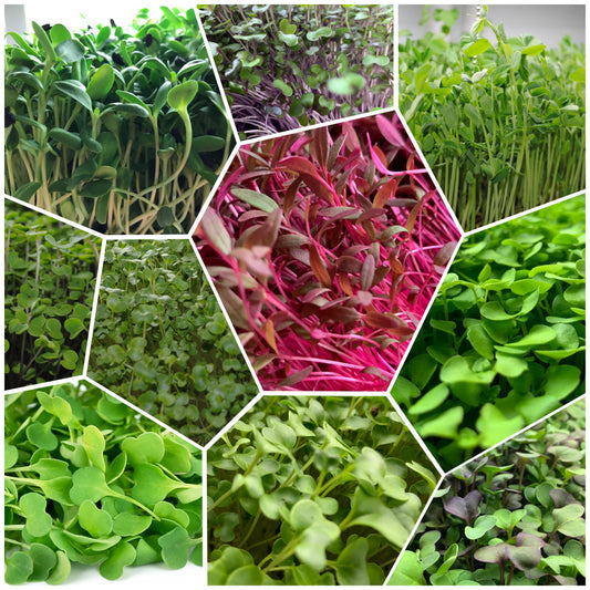 Mixed Rainbow Microgreens (Popular)