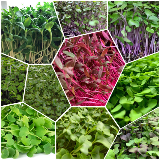 Mixed Rainbow Microgreens (No Pea)