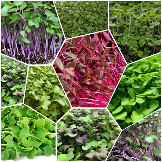 Mixed Rainbow Microgreens (No Peas and No Sunflowers)