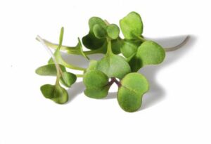 Broccoli Microgreens