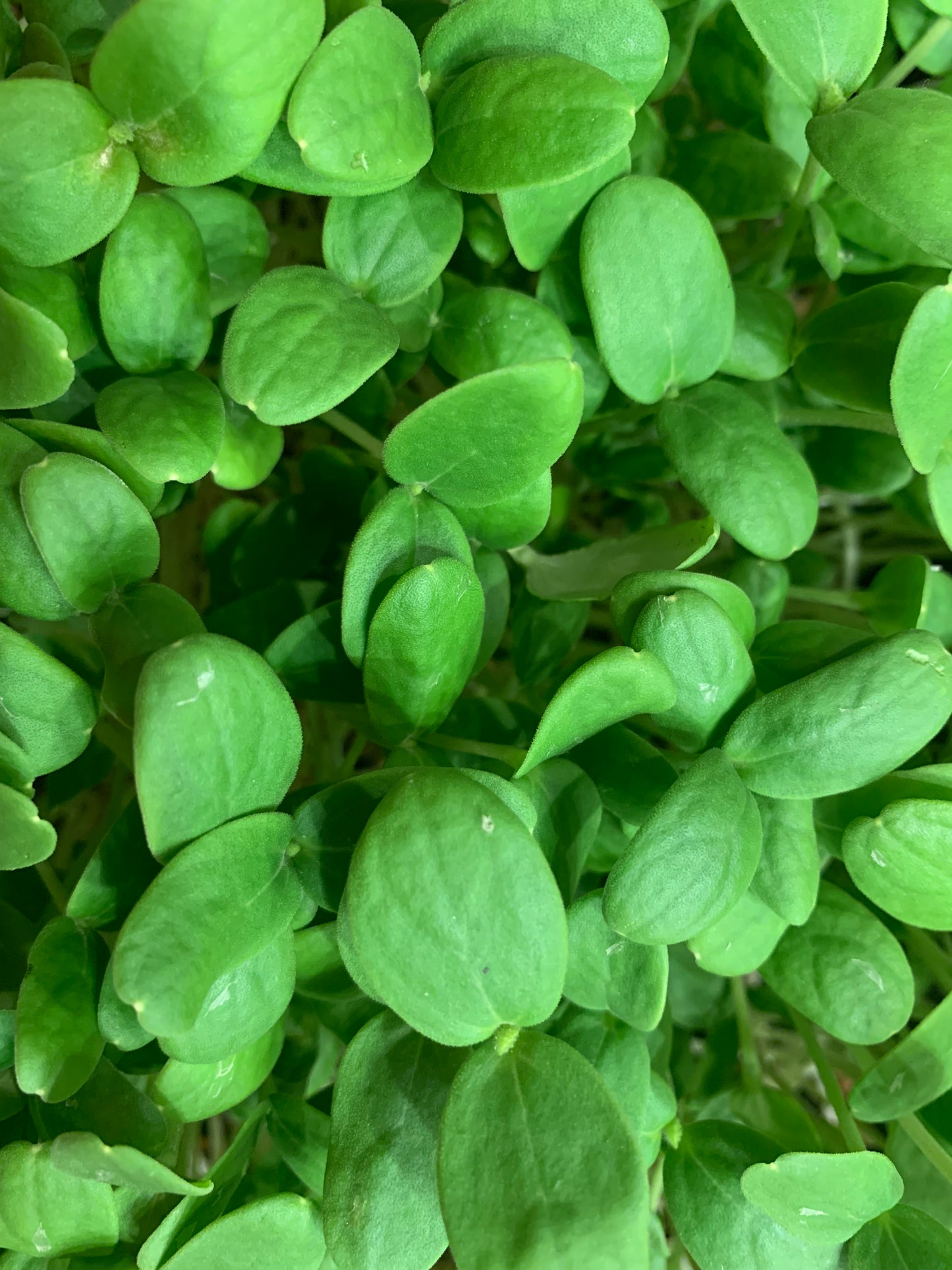 Cantaloupe Microgreens