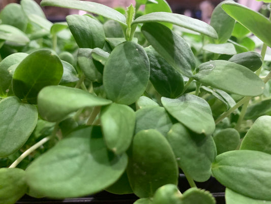 Cantaloupe Microgreens