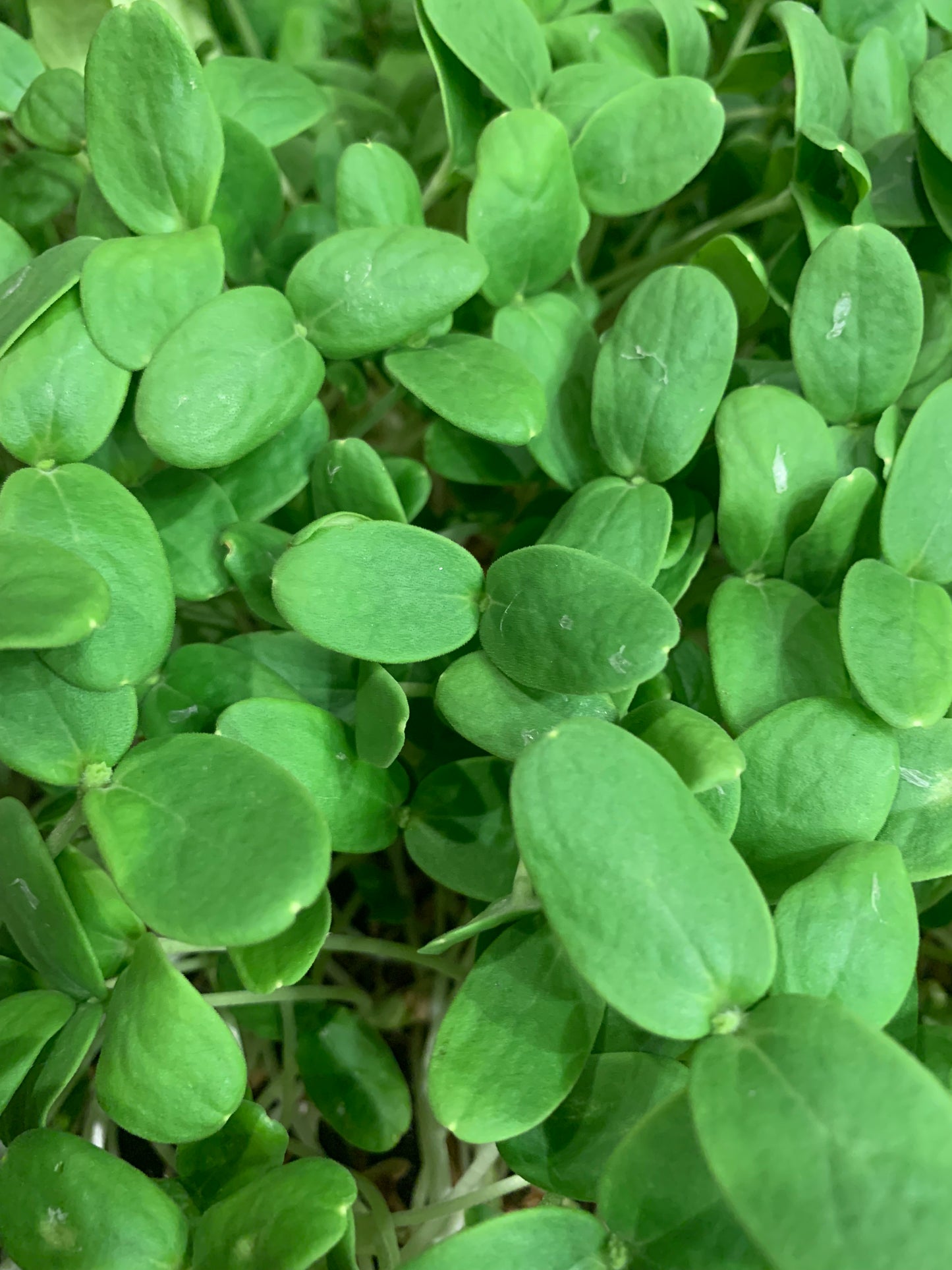 Cantaloupe Microgreens